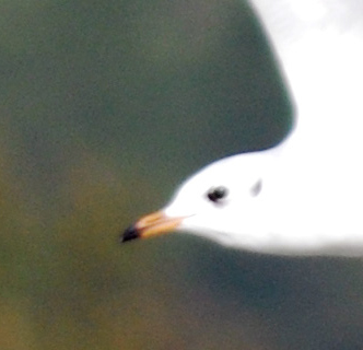 Gabbiani comuni